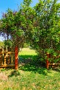 Wooden fence with green arch