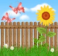 Wooden fence on green grass with sunflower Royalty Free Stock Photo