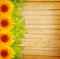 Wooden fence, green leaves and sunflowers