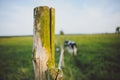 Wooden fence on a green meadow Royalty Free Stock Photo