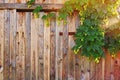 Wooden fence with hop bush