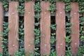 Wooden fence with leaves and plants on it Royalty Free Stock Photo