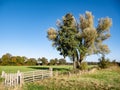 Wooden fence meadow in autumn in nature reserve Dakhorst, Wierden, Overijssel, Netherlands Royalty Free Stock Photo