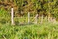 Wooden fence with a metal grid separating the crop of young trees from the meadow.