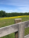 Wooden fence near a field with yellow flowers and dense forest on a sunny day Royalty Free Stock Photo