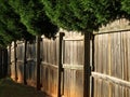Wooden fence with overhanging trees
