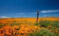 Wooden fence post in field of California Golden Poppies during springtime super bloom in southern California high desert Royalty Free Stock Photo