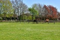 Horses on the catwalk spring Newmarket UK Royalty Free Stock Photo