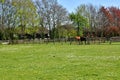 Horses on the catwalk spring Newmarket UK Royalty Free Stock Photo