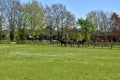 Horses on the catwalk spring Newmarket UK Royalty Free Stock Photo