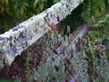 A wooden fence with thick silver lichen and Autumn lavender