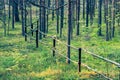 Wooden fence from tree trunks in the forest. Royalty Free Stock Photo
