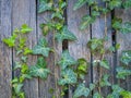 Wooden fence wall made of planks panels covered with ivy.