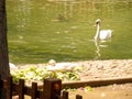 Wooden fence, white duck and white swan swimming in the pond inside the park