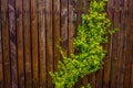 A wooden fence woven with whips. Background. Nature.