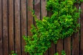 A wooden fence woven with whips. Background. Nature.