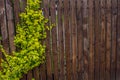 A wooden fence woven with whips. Background. Nature.