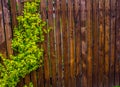 A wooden fence woven with whips. Background. Nature.