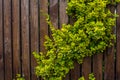 A wooden fence woven with whips. Background. Nature.