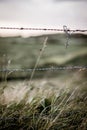 Wooden fences dividing horse paddocks