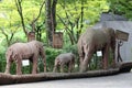 Wooden figures of elephants.