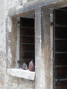 WOODEN FISH ON OLD WOODEN WINDOW, ROVINJ, CROATIA Royalty Free Stock Photo