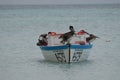 Preening Pelican on a Wood Fishing Boat in Aruba