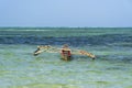 Fishing boats in the sea on the island of Zanzibar, Tanzania, East Africa. Travel and nature concept Royalty Free Stock Photo