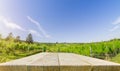 Wooden flat Tabletop against vineyard hill in late summer