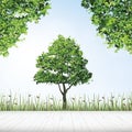 Wooden floor with framing of green tree.