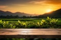 Wooden floor, serene tea plantation sunset backdrop in beautiful blur Royalty Free Stock Photo