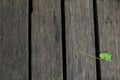 Wooden floor texture background with small green leave, Nature wall background, Royalty Free Stock Photo