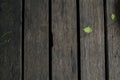 Wooden floor texture background with small green leave, Nature wall background, Royalty Free Stock Photo