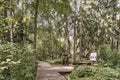 Wooden flooring in a mixed forest, ecological trail