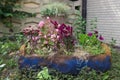 A wooden flower box with various flowering plants in the garden Royalty Free Stock Photo