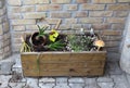 Wooden flower pot with plants beside wall Royalty Free Stock Photo