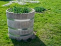 Wooden flower pots with beautiful white and red flowers lined in a row Royalty Free Stock Photo