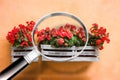 Wooden flowers boxes with magnifying glass on foreground - research on flower diseases -concept image