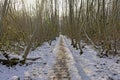 Snowy wood walkway winter forest in the flemish countryside Royalty Free Stock Photo