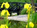 wooden foot bridge over small pond with blurry yellow iris