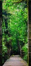 Wooden foot bridge in the rainforest