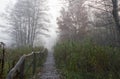 A wooden footbridge and flora around it, Poland