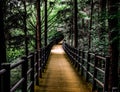 Wooden footbridge through the forest of Ansan Mountain.