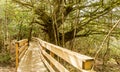 Wooden footbridge through the forest of El Tejedelo, Teixedelo. Taxus baccata, Millennial Yew trees in spring, in Sanabria, Zamora