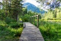 Wooden footbridge in green pine trees forest. Fenland Trail in summer sunny day. Banff National Park.