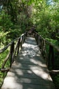 wooden footbridge with handrails leading through green forest
