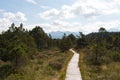 Wooden footbridge, many conifers and deciduous trees and the bavarian Alps and a bright sky on the horizon in a moorland