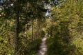 Wooden jetty between conifers and deciduous trees in a moorland Murnauer Moos