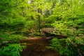 Wooden footbridge over Kitchen Creek, at Ricketts Glen State Park, Pennsylvania