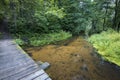 Wooden footbridge over small, calm, stream. Amazing, clean water and sandy bottom of the river. Green forest and wild overgrown Royalty Free Stock Photo